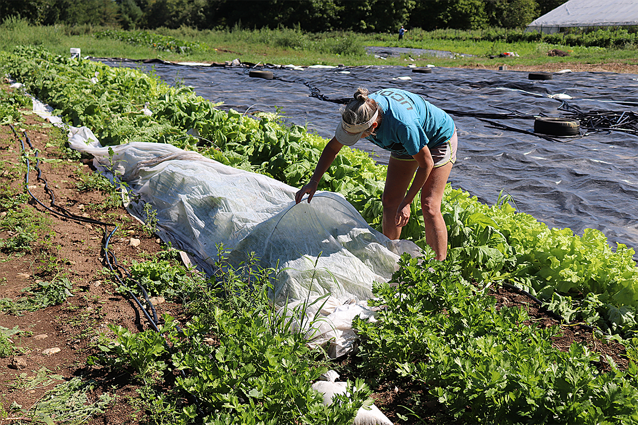 Diane Dorfer stands over a line of white protective netting that she is installing over a row of vegetables in the soil of her garden. 